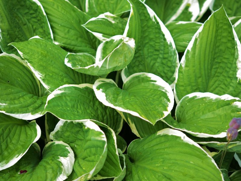 Kevés gondozást igénylő növények: hosta