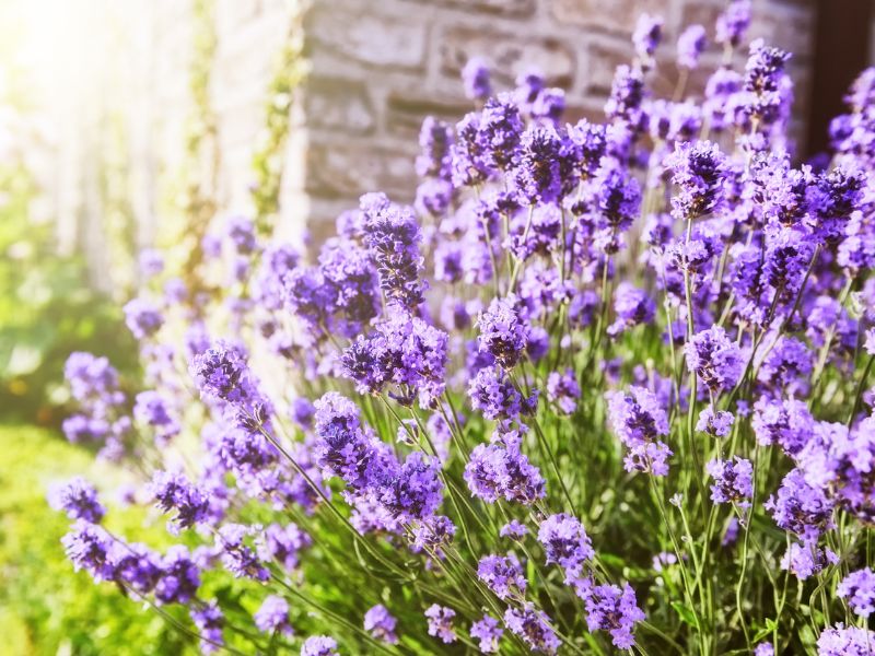 Ezek a legjobb kevés gondozást igénylő növények