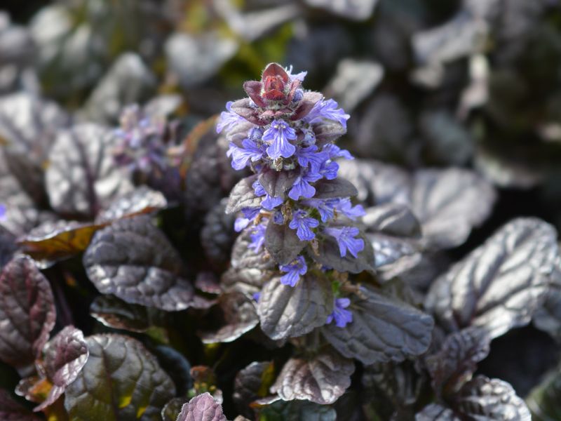 Ezek a legjobb kevés gondozást igénylő növények